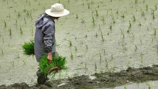 手提秧苗农民走在田埂上