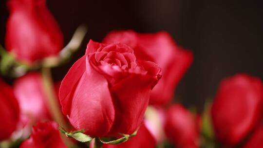 家具生活品味装饰爱情表白红玫瑰花视频素材模板下载