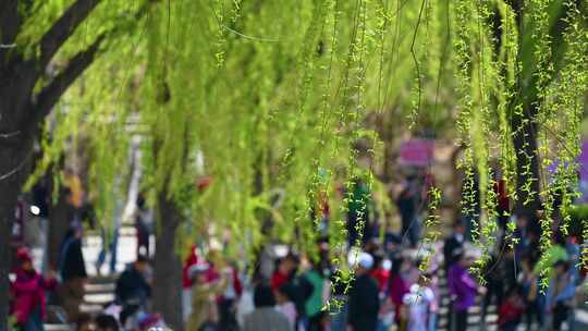 北京春天玉渊潭公园湖面蓝天柳树樱花风光