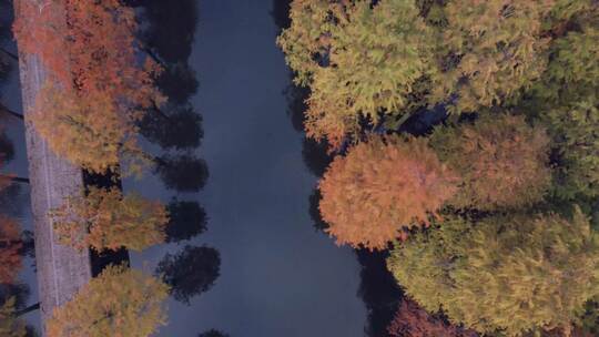 美丽的水上森林视频素材模板下载