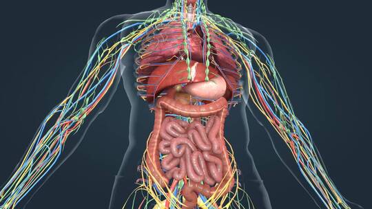 医学 人体 器官 内分泌 医学人体动画