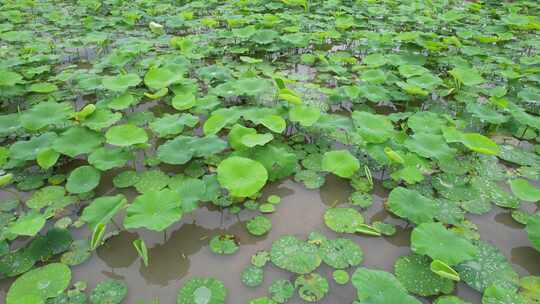 雨后荷叶上的水珠航拍