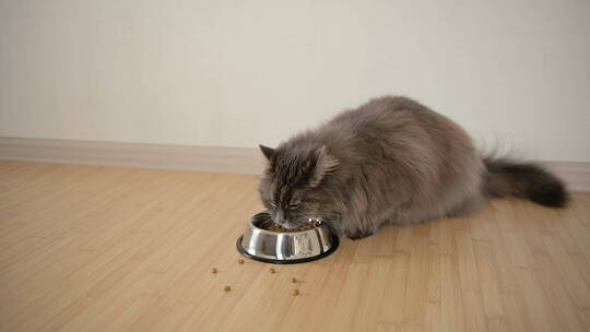 猫吃食物的特写镜头