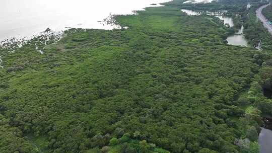 4K航拍深圳福田红树林湿地保护区