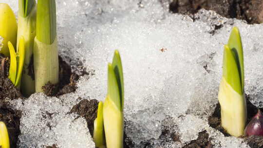 冰雪融化植物生长延时视频素材模板下载