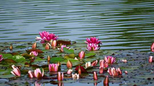 夏天池塘里的莲叶与锦鲤自然生态