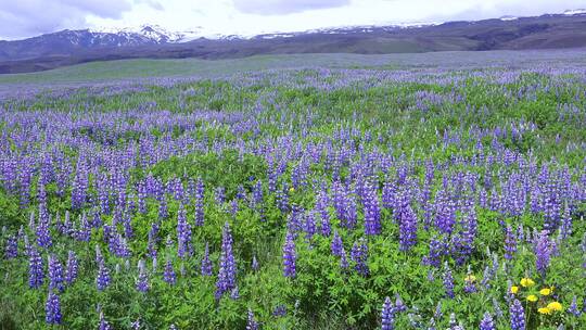 紫色的羽扇豆花生长在冰岛荒凉的火山景观中