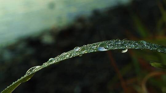 植物水珠视频素材