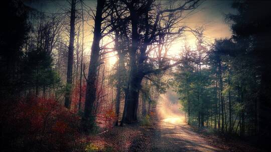 阳光照射下的森林树木与落叶
