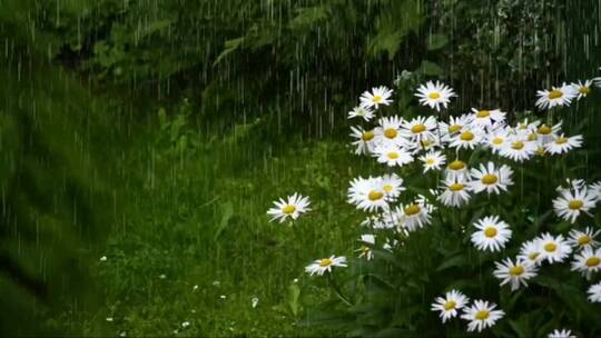 雨中的菊-花