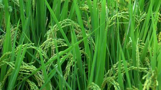 水稻种植，稻田风光