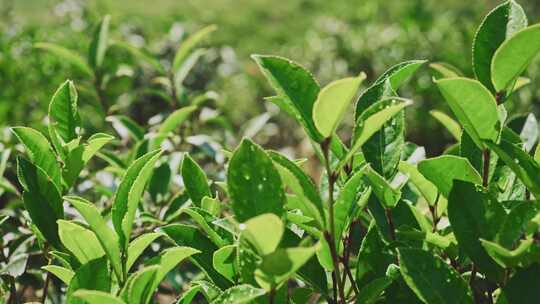 茶山茶园红茶绿茶茶叶种植