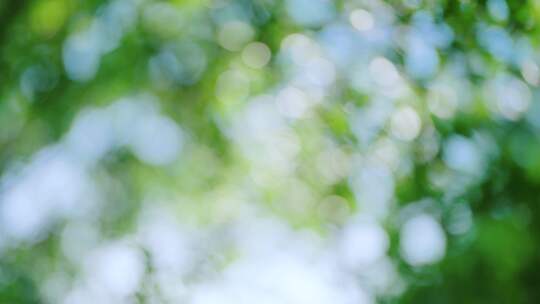 枫叶展示 适合宣传片意像素材