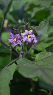 实拍花朵茄子花高清竖版素材