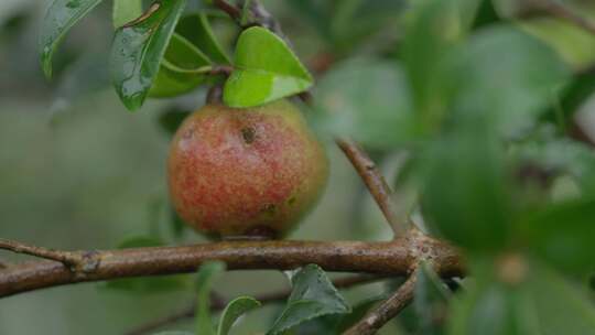 山茶树山茶果视频宣传片素材