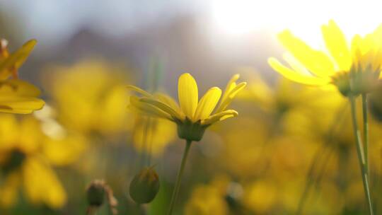 春天阳光下盛开的黄金菊视频素材模板下载