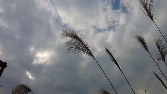 枯萎芦苇植物实拍