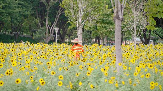 4k公园环卫工人菊花园地