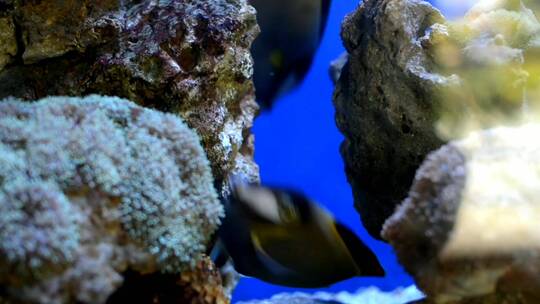 水族馆 鱼群视频素材模板下载