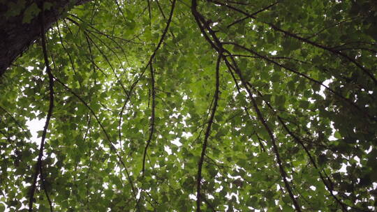 治愈清新唯美意境植物森林日系TVC短片