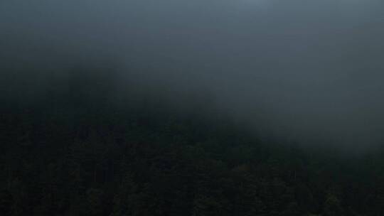 高山森林浓雾视频素材模板下载