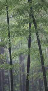 （合集）下雨天竹林竹叶唯美意境竖版竖屏