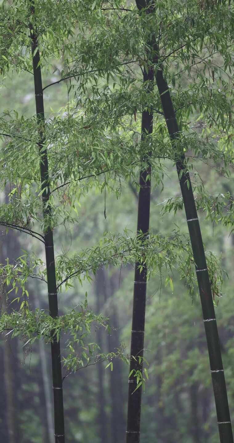 （合集）下雨天竹林竹叶唯美意境竖版竖屏