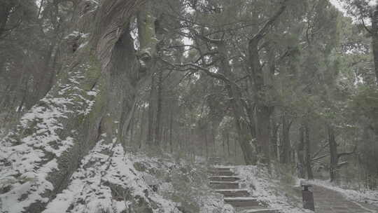 雪天的参天大树