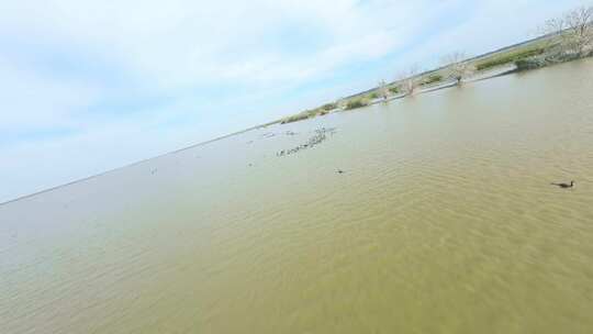 穿越机FPV航拍武汉沉湖国际湿地公园视频素材模板下载
