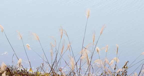 江南秋天田园湿地湖畔芦苇花开