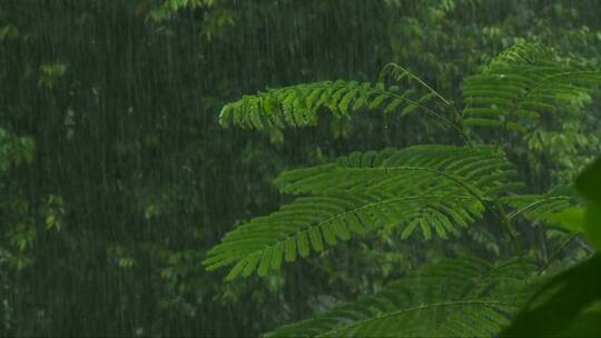 热带雨林的暴雨