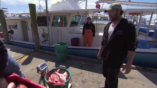 商业渔民将捕获的北方红鲷拖上渔船