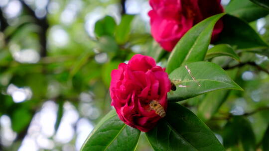 蜜蜂飞舞采蜜山茶花