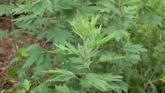 茂盛的艾草艾叶植物景观