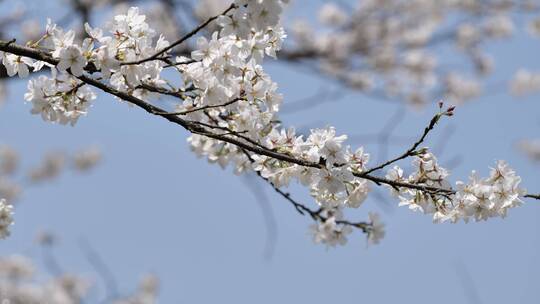 杭州西湖太子湾樱花