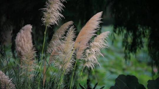 芦苇 植物