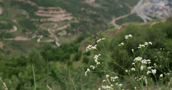 甘肃农村山地