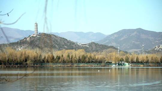 初春北京颐和园公园水面上的野鸭子