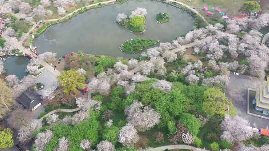 航拍武汉东湖樱花园夜景灯光秀樱花夜樱