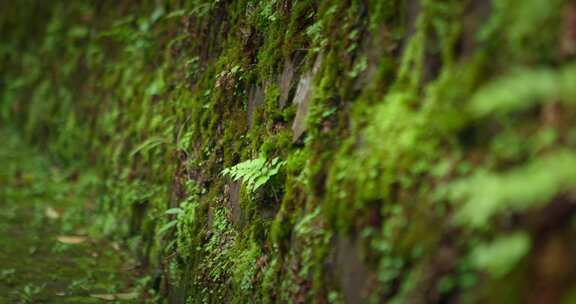 【正版素材】绿色自然石墙苔藓