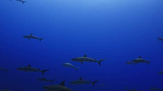深海鲨鱼群