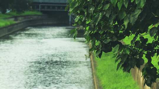 流动的水渠 一河两岸 风景 绿化 碧绿水面