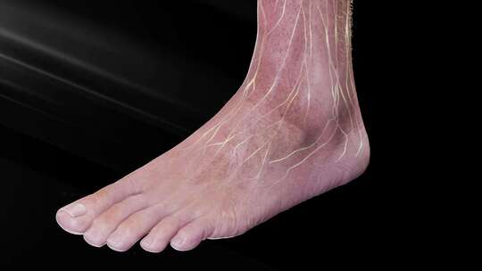 足神经 脚部神经  脚部血管 脚三维泡脚视频素材模板下载