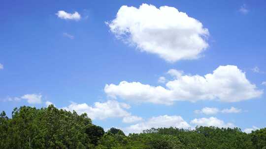 森林天空树林蓝天白云夏天森林生态自然风光