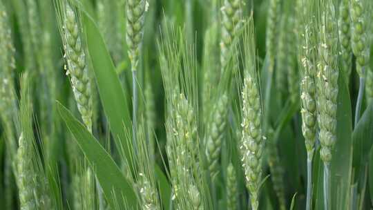 小麦扬花生长麦苗农田绿色
