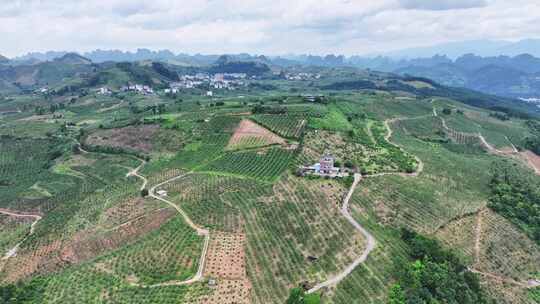 航拍广西金桔水果种植基地