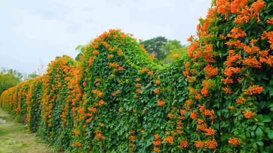 炮仗花爬山虎围墙植物墙绿叶墙