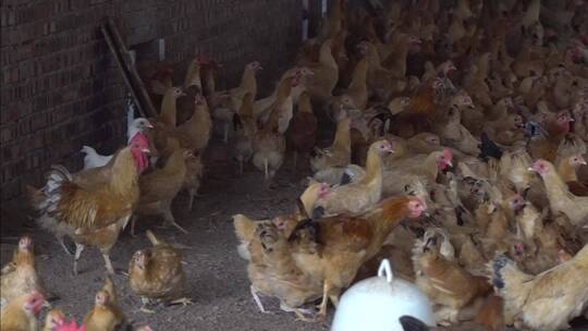 乡村生态养鸡场鸡群吃食视频素材模板下载