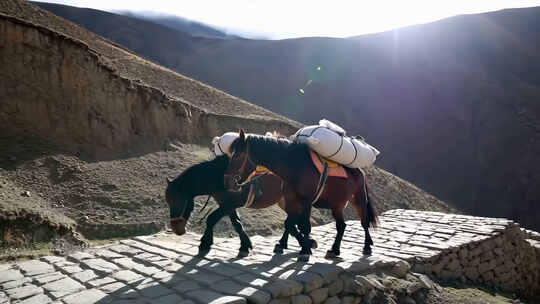 山区石板路上马正在驮运物资