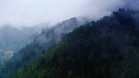 云雾缭绕的高山森林